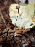 Gymnopus androsaceus image