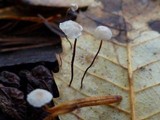 Marasmius quercophilus image