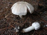 Agaricus moelleri image