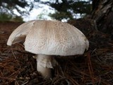 Agaricus moelleri image