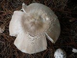 Agaricus moelleri image