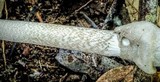 Amanita sect. Vaginatae image