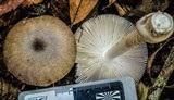 Amanita sect. Vaginatae image