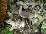 Tylopilus rubrobrunneus image