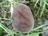 Tylopilus rubrobrunneus image