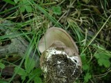 Tylopilus rubrobrunneus image