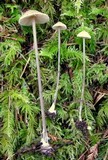 Entoloma bicoloripes image
