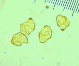 Entoloma bicoloripes image