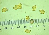 Entoloma bicoloripes image