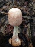 Amanita daucipes image