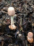 Amanita daucipes image