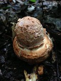Amanita daucipes image