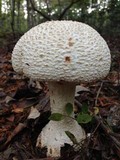 Amanita rhopalopus image
