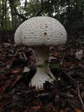 Amanita rhopalopus image