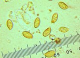 Pholiota alnicola image