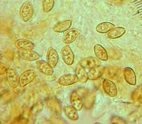 Pholiota alnicola image