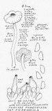 Inocybe phaeodisca image