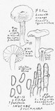 Inocybe dulcamara image