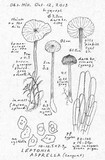 Entoloma asprellum image