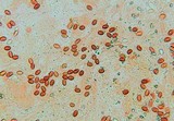 Gymnopilus liquiritiae image