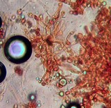 Gymnopilus liquiritiae image