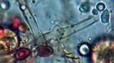 Gymnopilus liquiritiae image