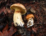 Suillus caerulescens image