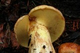 Suillus caerulescens image