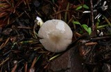 Bolbitius reticulatus image
