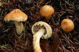 Pholiota astragalina image