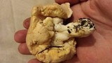 Royoporus badius image