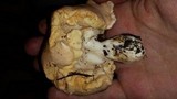 Royoporus badius image