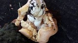 Royoporus badius image