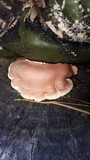 Royoporus badius image