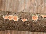 Byssomerulius corium image