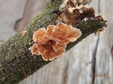 Byssomerulius corium image