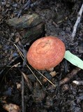 Lactarius peckii image