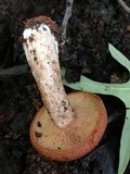 Lactarius peckii image