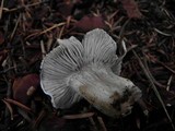 Tricholoma terreum image