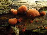 Hypoxylon fuscum image