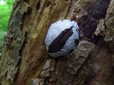 Reticularia lycoperdon image