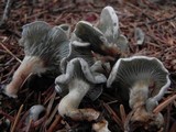 Clitocybe odora image