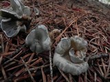 Clitocybe odora image