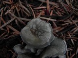 Clitocybe odora var. pacifica image