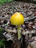 Amanita banningiana image