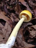 Amanita banningiana image