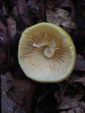 Amanita banningiana image