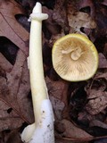 Amanita banningiana image