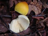 Amanita banningiana image