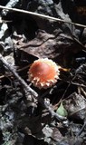 Leratiomyces squamosus var. thraustus image